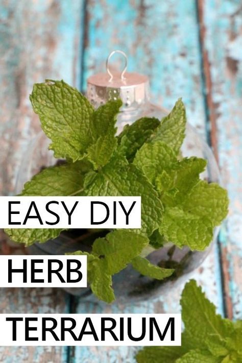 a cheap and easy way to make an upcycled herb terrarium Herb Terrarium, Easy Home Decor Ideas, Container Herb Garden, Container Garden Ideas, Thrift Store Makeover, Upcycling Projects, Upcycled Projects, Diy Storage Boxes, Growing Hydrangeas