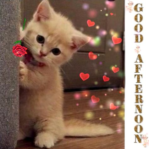 Good Afternoon Cat, Good Afternoon Friend, Have A Good Afternoon, Good Afternoon Gif, Good Afternoon Sister, Afternoon Blessings, Afternoon Messages, Silly Sayings, Good Afternoon Quotes