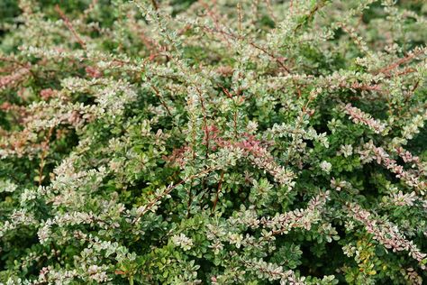 Sunjoy Sequins® - Barberry - Berberis thunbergii Images | Proven Winners Berberis Thunbergii, Proven Winners, Deciduous Trees, Trees And Shrubs, Garden Inspiration, House Plants, Image Search, North America, Plants