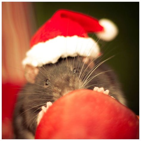 Untitled Fancy Rats, Fancy Rat, Celebrating Christmas, Floppy Ears, Pet Rats, Noel Christmas, Hamsters, Big Heart, Squirrels