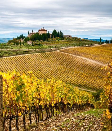 Explore Tuscany in October: where to go, best food festivals and events Fall In Tuscany, Tuscany In October, Tuscany October, Italian Images, Tuscany Italy Photography, Fall Honeymoon, Italy In October, Italy 2023, Tuscany Landscape