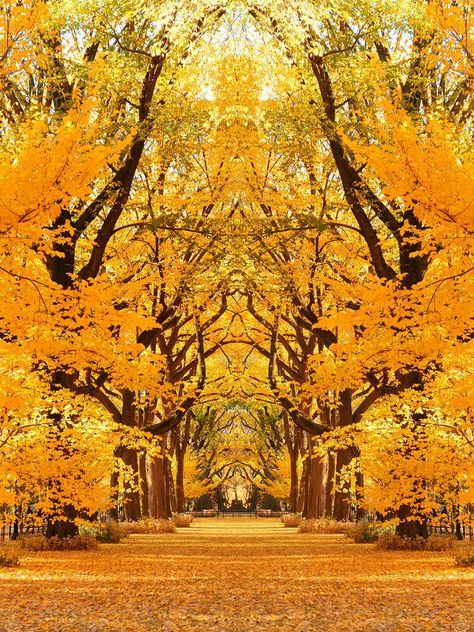 Vipin Dhir on Twitter: "Enjoy this moment! https://t.co/tCkk2Y0uiJ" / Twitter Beautiful Autumn Scenery, Fall In Central Park, Central Park Fall, Adobe Photo, Autumn Scenery, Beautiful Autumn, Nyc Trip, Fall Foliage, Most Beautiful Places