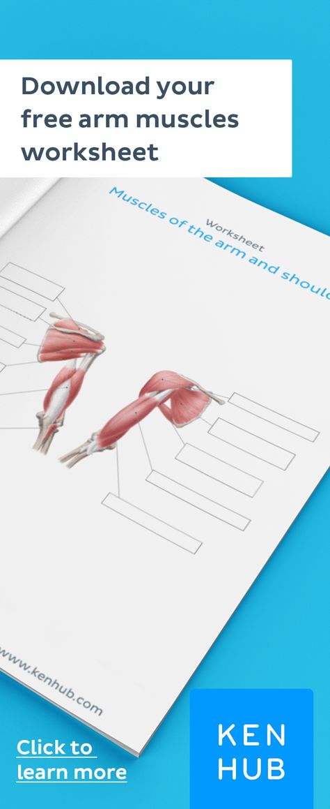 Learn the #musclesofthearm and shoulder with our free #anatomy labeling quizzes! #learnanatomy #armmuscles #armanatomy #shoulderanatomy Muscles Of The Arm, Anatomy Muscles, Shoulder Anatomy, Arm Anatomy, Arm Muscle, Muscular System, Muscle Anatomy, Arm Muscles, Learning Strategies