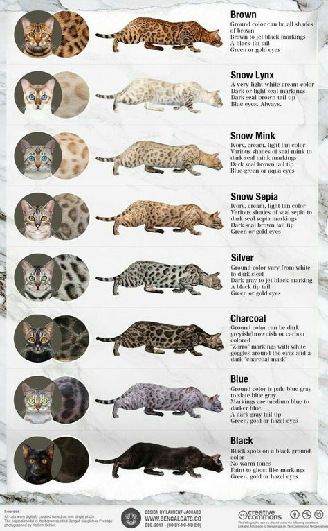 Silver Bengal Cat, White Bengal Cat, Bengal Cat Kitten, Ragdoll Kittens, Bengal Kitten, Haiwan Lucu, Söt Katt, Exotic Cats, Types Of Cats