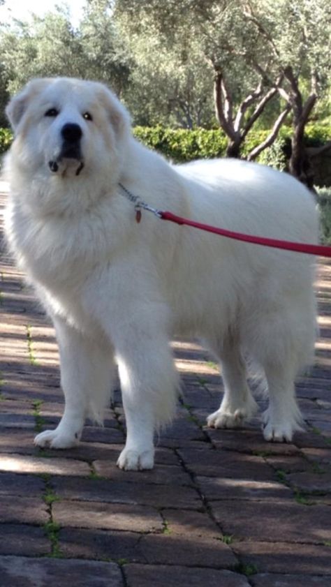 Great Pryness, Maremma Sheepdog, Pyrenean Mountain Dog, Working Dogs Breeds, Pyrenees Dog, My Pet Dog, Fat Dogs, Shiba Puppy, Great Pyrenees Dog