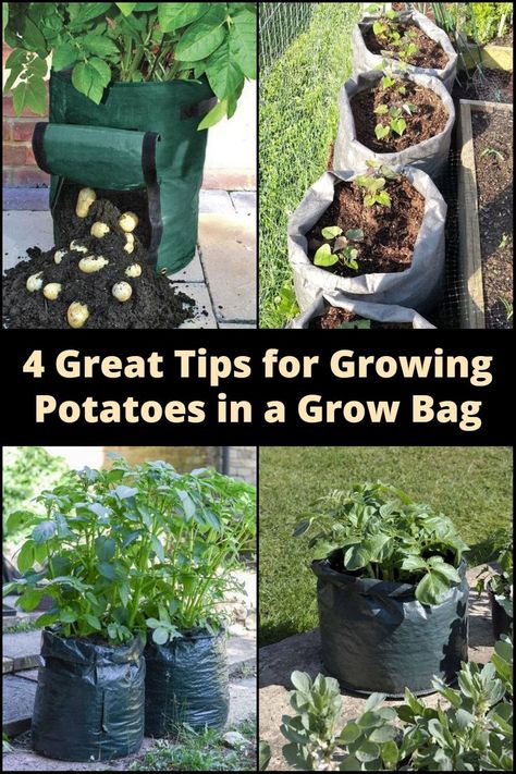 Elevate your potato game with these essential grow bag tips! From spacing to soil, learn how to maximize your harvest in limited space. Diy Grow Bags, When To Harvest Potatoes, Raised Herb Garden, Grow Potatoes In Container, Harvesting Potatoes, Container Potatoes, Potato Gardening, Potato Bag, Planting Potatoes