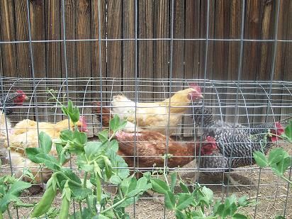 The Chunnel - A Wire Mesh Chicken Tunnel - http://www.ecosnippets.com/livestock-animals/the-chunnel-a-wire-mesh-chicken-tunnel/ Diy Chicken Tunnel, Chicken Tunnel, Chicken Tunnels, Urban Chickens, Diy Chicken, Coop Plans, Building A Chicken Coop, Keeping Chickens, Free Range Chickens