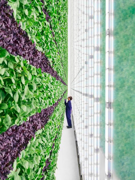 https://docs.google.com/spreadsheets/d/17hGTTf8IGKW2Eep4wYHFPQwFizpxNT0cTgo8xOkZtJ0/edit#gid=462230729 Indoor Farming, South San Francisco, Vertical Farming, Jeff Bezos, Clean Environment, Backyard Farming, Community Gardening, Plant Growth, Earth Friendly