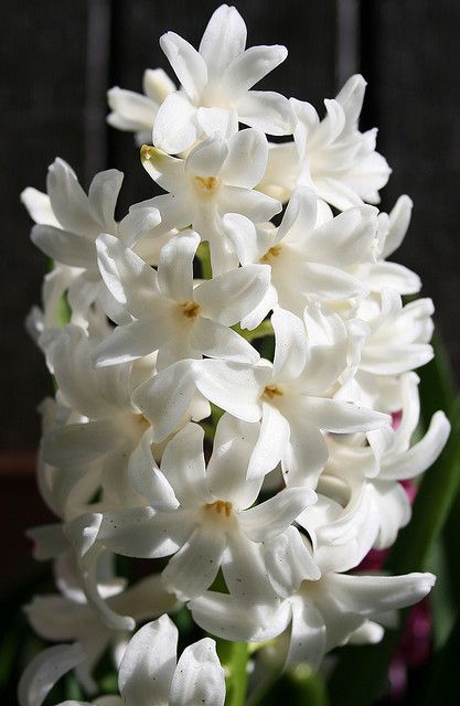 Hycinth (pond floater) White Hyacinth, Balcony Flowers, Moon Garden, White Gardens, Arte Floral, Flower Beauty, Beautiful Blooms, Love Flowers, Daffodils