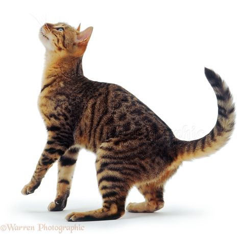 Bengal cat looking up Cat Poses Drawing Reference, Cat Poses Drawing, Cat Pose Yoga, Pose Base, Cat Poses, Yoga Cat, Funny Cat Faces, Drawing Reference Human, Ugly Cat