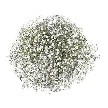 Gypsophila Mirabella (Choose 50 or 100 stems) - Sam's Club Dreamy Bouquet, Wilted Flowers, Flowers Last Longer, Tree Plan, Romantic Bouquet, Chameleons, Flower Care, Sams Club, Flower Food