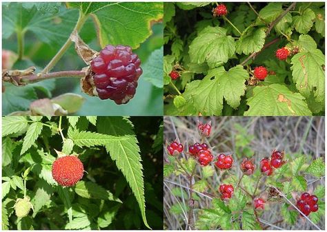 Where to Pick Berries in Victoria Caribbean Garden, Raspberry Seeds, Red Raspberry, Raspberry Red, Starter Plants, Red Berries, Caicos Islands, Live Plants, Turks And Caicos Islands