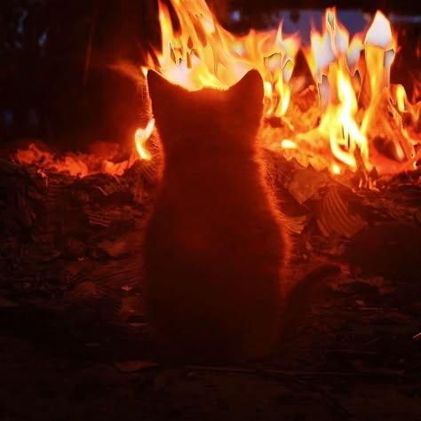 Fire Pfp Aesthetic, Fire Reaction Pic, Orange Soft Aesthetic, Orange Fire Aesthetic, Cute Orange Aesthetic, Orange Cat Aesthetic, Cat In Autumn, Orange Pfp, Fire Pfps