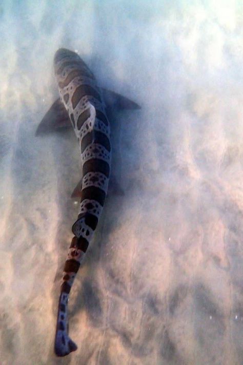 Leopard Shark Tattoo, Ocean Life Photography, Thresher Shark, Cat Shark, Shark Tail, Leopard Shark, Shark Photos, Shark Pictures, Shark Art