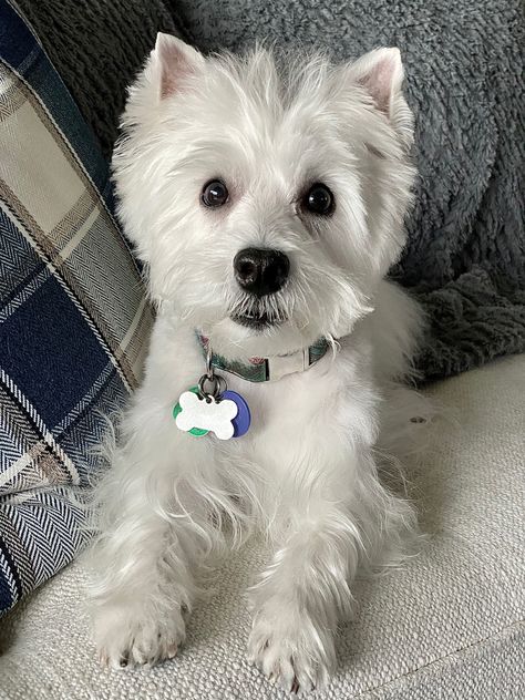 White Terrier West Highland, White Scottish Terrier, Westie Dogs West Highland Terrier, Westland Terrier, Small Puppy Breeds, West Highland Terrier Puppy, West Terrier, Westie Puppies, Highland Terrier