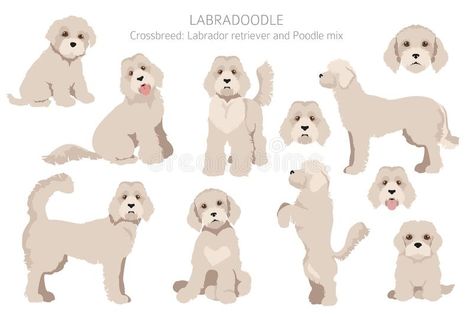 Labradoodle Illustration, Labradoodle Full Grown, Labradoodle Drawing, Dog Outline, Different Poses, Outline Drawings, Kids Books, Labradoodle, Cricut Ideas