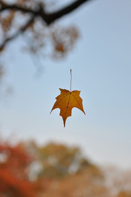 Through space.  Suspended in a single strand of a spider web. Belle Nature, Fabulous Fall, Seasons Of The Year, Autumn Beauty, Best Seasons, Autumn Aesthetic, Autumn Photography, Happy Fall, Autumn Day