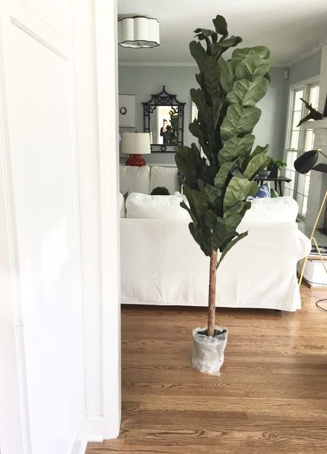 fiddle leaf fig tree Faux Fiddle Leaf Tree, Plants Videos, Faux Fiddle Leaf Fig Tree, Indoor Plants Apartments, Small Water Gardens, Indoor Plants Low Light, Tree Faux, Fiddle Leaf Tree, Indoor Plant Wall