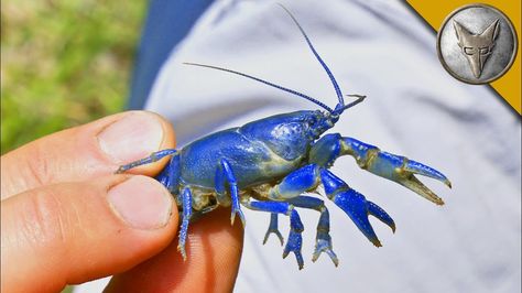 Coyote Peterson Peers Under Giant Rocks in West Virginia in Search of a Rare Blue Crayfish Cape Cod Travel, Aquaponics Fish, Animale Rare, Rare Animals, Crustaceans, Animal Species, Freshwater Aquarium, Animal Sketches, Animals Of The World