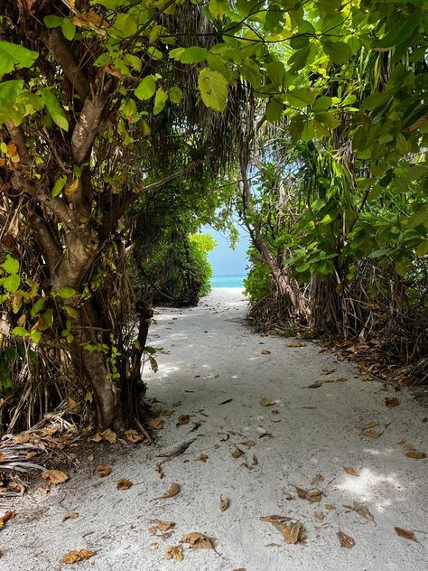 Feridhoo #sea #maldives #trees #aesthetic #beach #wallpaper The Maldives Aesthetic, Maldives Aesthetic Wallpaper, Fiji Aesthetic, Aesthetic Beach Wallpaper, Maldives Aesthetic, Trees Aesthetic, Maldives Beach, Maldives Travel, Dream Vacations Destinations