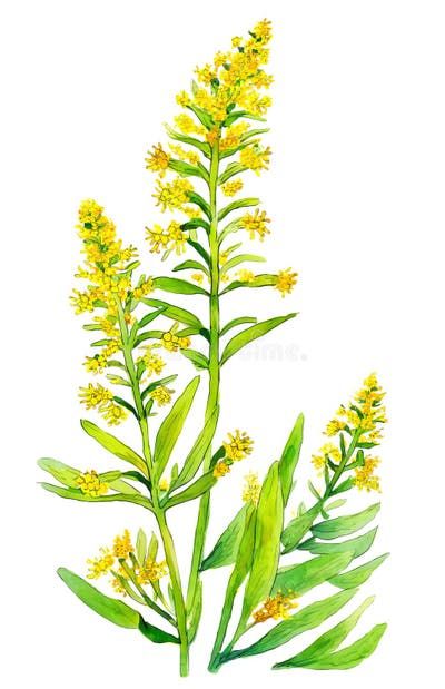 Goldenrod Stock Illustrations – 741 Goldenrod Stock Illustrations, Vectors & Clipart - Dreamstime Wild Flowers Drawing, Goldenrod Flower, Wildflower Drawing, Draw Flowers, Mural Ideas, Watercolor Ideas, Vector Clipart, Flower Illustration, Flower Drawing