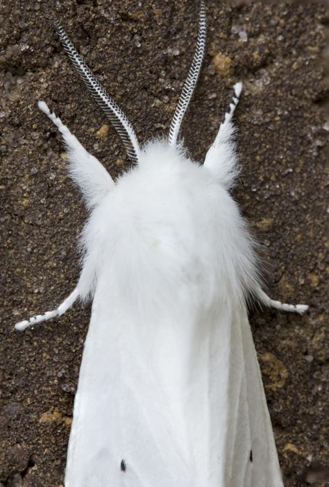 Fluffy Moths, Venezuelan Poodle Moth, Moth Meaning, Silkworm Moth, Poodle Moth, White Moth, Rare Albino Animals, Colorful Moths, Cute Moth