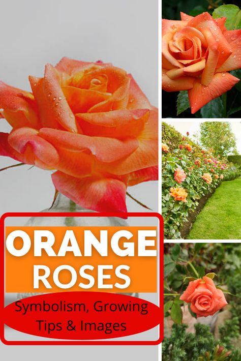 Rose Details, Growing Tips, Rose Orange, Rosé Details, Orange Roses, Yellow Roses, Roses, Fragrance, Yard