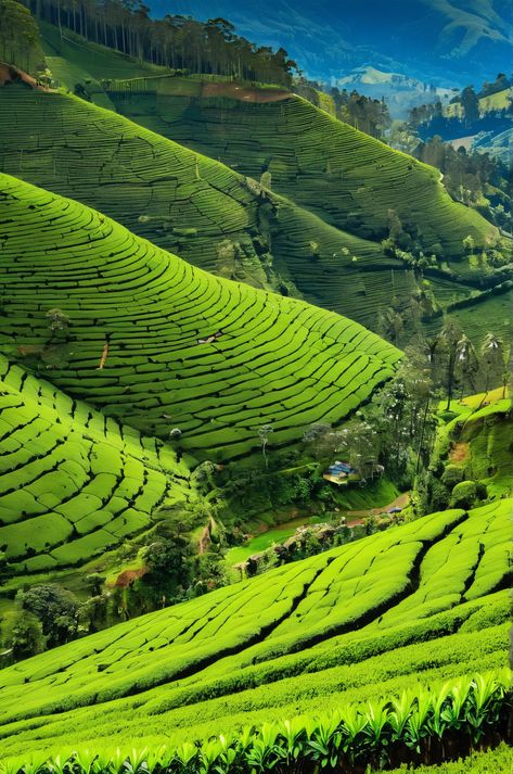 Discover the serene beauty of Nuwara Eliya's tea plantations, where lush greenery meets azure skies. Explore the rich agricultural heritage and unique geological formations of Sri Lanka's "Little England." #NuwaraEliya #SriLanka #TeaPlantations Nuwara Eliya Sri Lanka, Sri Lanka Photography, Nuwara Eliya, Rural Life, Green Landscape, Rolling Hills, Vibrant Green, Geology, Cambodia