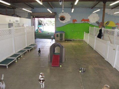 Dog Boarding Facility Ideas, Dog Boarding Ideas, Indoor Dog Park, Dog Boarding Facility, Dog Boarding Kennels, Boarding Facility, Colorful Walls, Grooming Ideas, Indoor Play Area