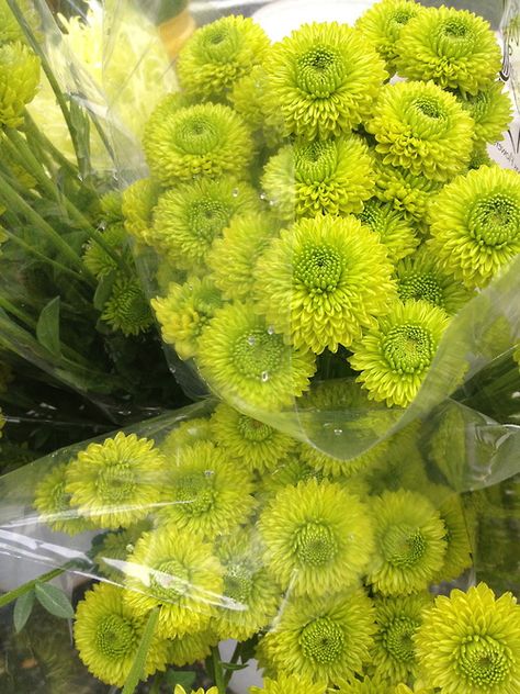 Chartreuse flowers #colour #flower Chartreuse Flowers, Lime Flowers, Peaceful Garden, Chartreuse Color, Mood Images, Going Green, Love Flowers, Go Green, Shades Of Green