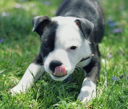 Chien American staff - American staff Mâle (4 mois) American Staffordshire Terrier Puppies, Staffordshire Terrier Puppy, Staffordshire Bull Terrier Puppies, American Staff, Pit Bull Puppies, Nanny Dog, American Staffordshire Terrier, Pitbull Puppies, Bull Terrier Dog