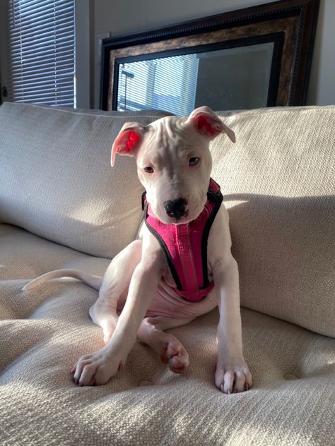 White Pitbull Terrier, White Pitbull Puppies, Female Pitbull, White Pitbull, Cute Pitbulls, Dream Things, American Pitbull, Pitbull Puppies, American Pitbull Terrier