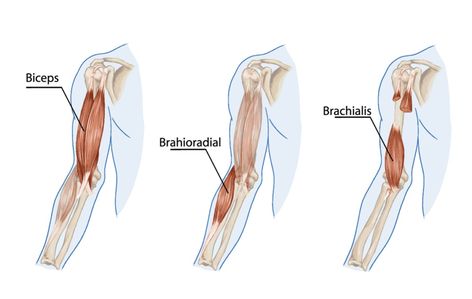 Brachialis: Origin, Insertion, Nerve Supply & Action » How To Relief Muscles In The Body, Biceps Training, Dumbbell Bicep Curl, Best Biceps, Radial Nerve, Remedial Massage, Biceps Brachii, Dumbbell Curls, Gluteal Muscles