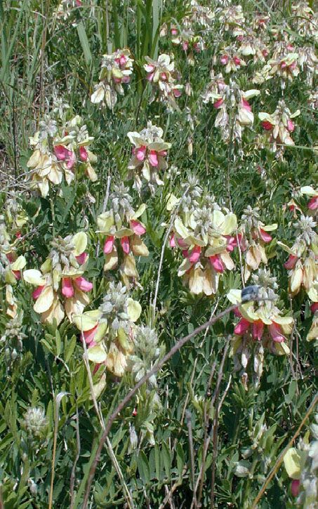 Devils Shoestring, Rue Plant, Goats Rue, She Is A Wildflower, Rashid Khan, Old Rock, Milk Production, Drought Resistant, Hunting And Fishing