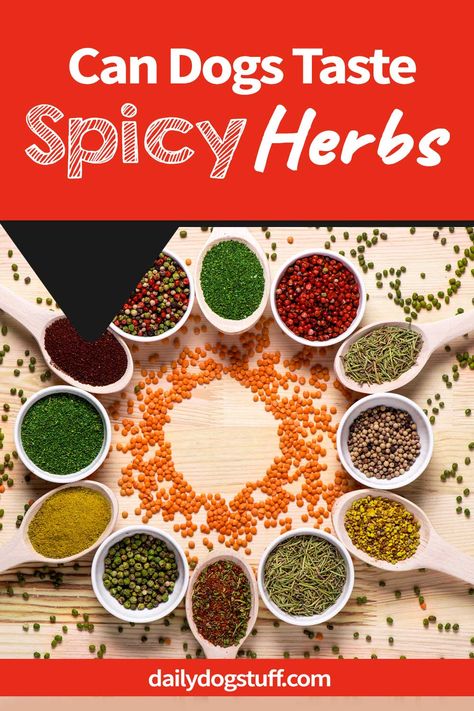 Spices Dogs Can Eat, Hot Spicy Food, Paprika Spice, Sour Foods, Canned Vegetables, Dog Nutrition, Spicy Food, Sour Taste, Dog Allergies