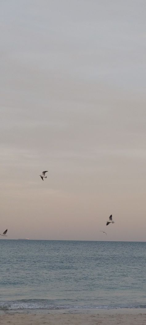 Beach Night, Bird Wallpaper, Painting Inspo, Summer Wallpaper, Ocean Beach, Wall Prints, Theater, Iphone Wallpaper, Birds