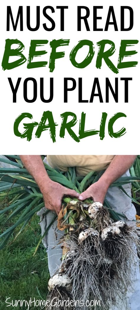 Garlic Seeds Planting, When To Plant Garlic, Harvest Garlic, Garlic Growing, Garlic Garden, Garlic Farm, Plant Garlic, Grow Garlic, Planting Garlic