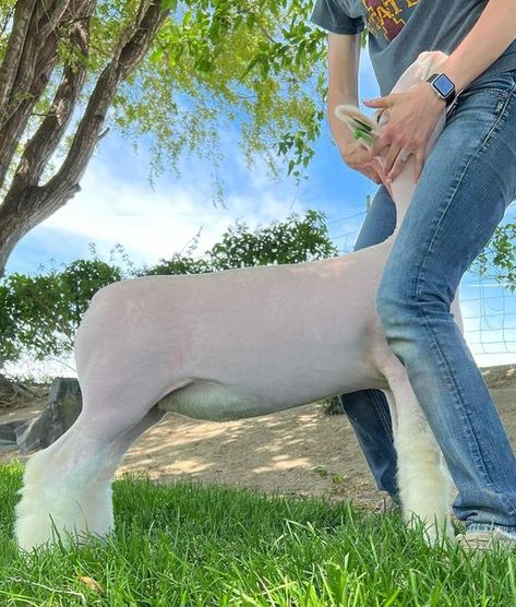 Fisher Club Lambs on Instagram: "Heading to Sedalia!? She is, along with Devin, Kylee, Rosa, AND 13 friends! Lot 1105 Reg. Dorset Ewe Lamb Sired By: NO CAP! X GRINGO Be sure to check out all 13 head!! All lots will be posted soon on our website!" Show Lambs, Sheep Showing, Show Sheep, Anastasia Movie, Show Cattle, Showing Livestock, No Cap, Ffa, Country Girl