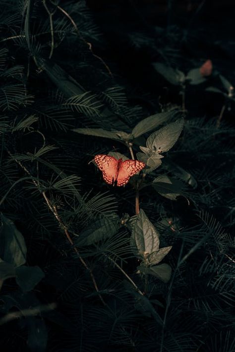 lovely orange butterfly on a dark green background #Butterflies #nature #aesthetic #plants #insects #beauty Dark Cottagecore Aesthetic Wallpaper, Background Butterflies, Cottagecore Aesthetic Wallpaper, Dark Cottagecore Aesthetic, Butterflies Nature, To The Wonder, Backyard Graduation Party, Aesthetic Plants, The Butterfly Effect