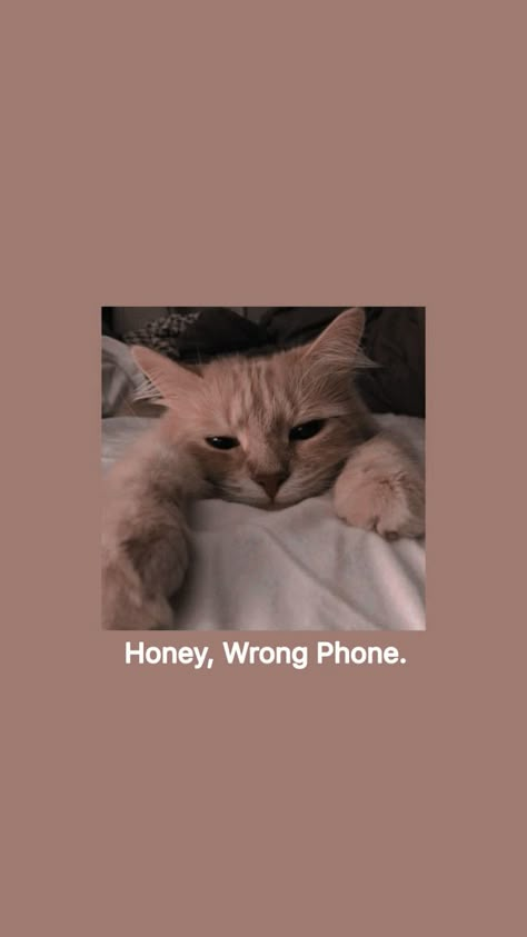 Cat Wallpaper Cute, Savage Wallpapers, Funny Lockscreen, Iphone Wallpaper Cat, Sassy Wallpaper, Funny Cat Wallpaper, Wallpaper Cat, Cute Tumblr Wallpaper, Wallpaper Cute