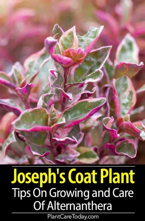 Joseph's Coat Plant (Alternanthera) burgundy foliage, dense to the ground, leafs striking shade of dark purple, short bloom time, adapts easily, annual backdrop landscaping. [DETAILS] Joseph Coat Plants, Joseph's Coat Plants, Alternanthera Plant, Indoor Forest, Container Recipes, Bible Garden, Burgundy Foliage, Special Plants, Joseph's Coat