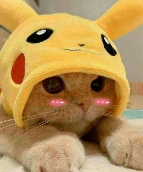 Picolé | Cute baby cats, Baby cats, Cute cats and dogs Pikachu Cat, Animal Icon, Animated Animals, Daily 5, Kittens Funny, Animal Sketches, Wildlife Nature, Cat Costumes