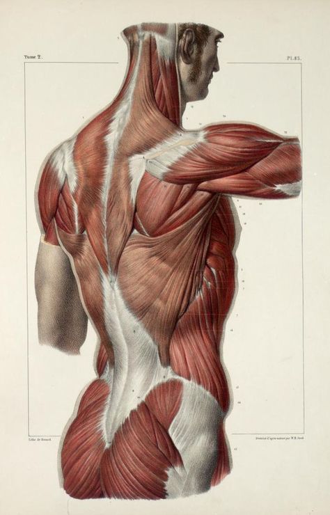 Artistic Anatomy : Photo Body Muscle Anatomy, Anatomy Images, Human Body Anatomy, Human Anatomy Drawing, Human Figure Drawing, Human Anatomy Art, Anatomy Sketches, Anatomy For Artists, Body Anatomy