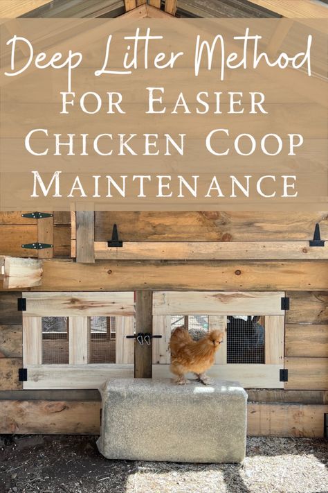 Deep Bedding Chicken Coop, How To Keep Chicken Coop Clean, Low Maintenance Chicken Coop, Chicken Coop Litter, Easy To Clean Chicken Coop, Inside Chicken Coop Designs, Natural Chicken Coop, Beginner Homesteading, Deep Litter Method