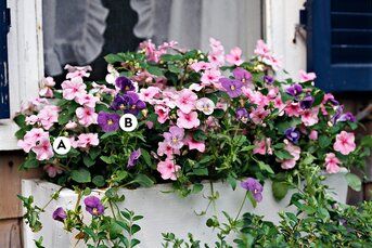 window-box-impatiens-viola-labels-bhg114355 Plants For Planters, Window Box Plants, Tuberous Begonia, Coral Bells Heuchera, Shade Gardens, Window Box Flowers, Window Planters, Potato Vines, Asparagus Fern