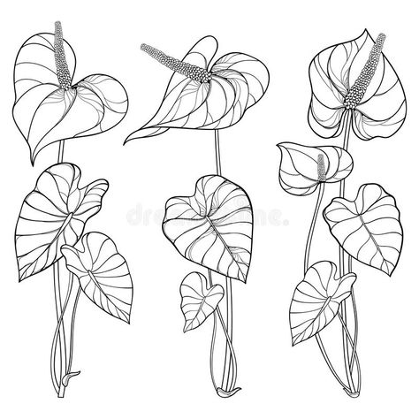 Vector set of outline tropical plant Anthurium or Anturium flower bunch with leaves in black isolated on white background. Ornate contour Anthurium flowers for royalty free illustration Elephant Ears Garden, Plant Sketches, Anthurium Flower, Elephant Ear Plant, Leaf Outline, Flower Bunch, Plant Tattoo, Leaf Drawing, Plant Drawing