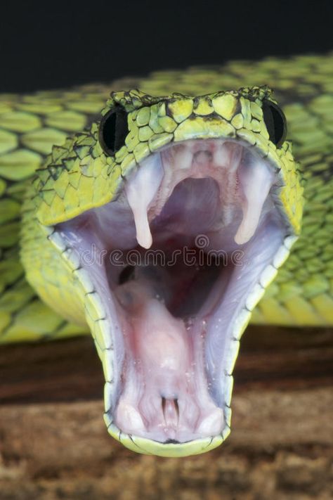 Facts About Snakes, Gaboon Viper, Snake Facts, Scary Snakes, Creepy Animals, Amazing Animal Pictures, Animal Teeth, Reptile Snakes, Green Snake