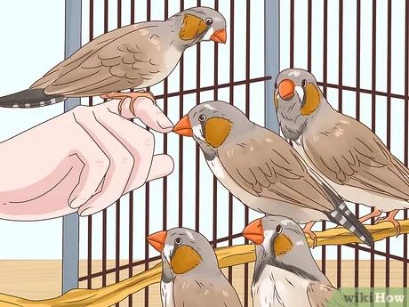 Zebra Finches Bird, Zebra Finch Cage Ideas, Finch Cage, Zebra Finches, Zebra Finch, Finches Bird, Live Together, Finches, In The Wild