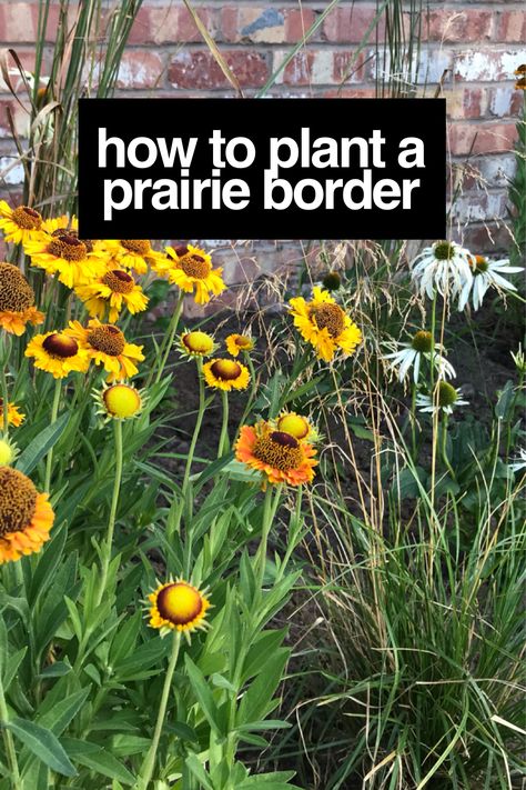 Prairie borders take their inspiration from the vast grassland and horizons of the American plains. This natural style of design is known as Prairie planting. It uses bold blocks of plants and colours. Allowing groups to self seed and colonize. Rich in pollen for insects and following a very natural flow. This guide will show you just how easy it is to achieve in the smallest of gardens. Prairie Yard Landscaping, Prairie Garden Design Layout, Small Prairie Garden, Prairie Planting Small Garden, Prairie Style Garden, Prairie Garden Ideas, Prairie Landscape Design, Native Prairie Landscaping, Prairie Garden Design