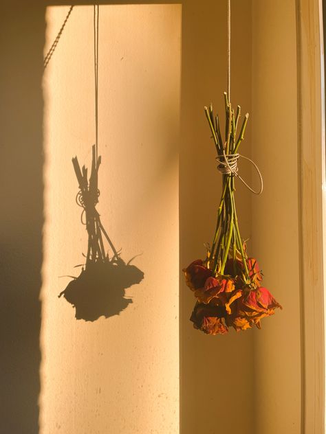 Dry flowers roses sunny by the window light academia romantic love shadow Dry Flowers Aesthetic, Dried Flower Aesthetic, Dried Flowers Aesthetic, Love Shadow, Window Shadow, Collage Photos, Wildflower Photo, Flower Shadow, 2024 Art